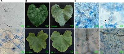Genome-wide identification, evolution, and expression analysis of MLO gene family in melon (Cucumis melo L.)